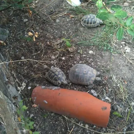 2 Bets With Balkon 50 M From Beach * Makarská